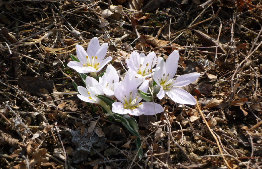 frocopage1_spring_2012001002.jpg